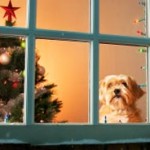 christmas dog